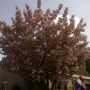Bloesdom