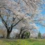 【長峰公園】春らしくタンポポとも合わせてみた