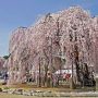 【栃木の桜】「古賀志の孝子桜」と呼ばれる小規模特認校・城山西小学校の校庭の真ん中で咲き誇る枝垂れの名木です