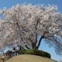 【桜紀行2014】栃木市・つがの里のシンボル山桜 全景はこんな感じです 高台に鎮座する満開の桜はまさにシンボル！