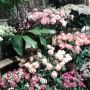 lentebloemen!!!#tvoost