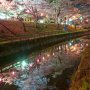 【真岡市・城山公園】夜桜 今週末くらいでここの桜は終わりですかね～ 