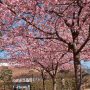 【宇都宮城址公園の河津桜2017】園内には50本ほどの河津桜が植えられているそうです 