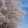 【栃木の桜】栃木市・金崎思川堤の桜並木 旧西方町の思川河川敷に約1km連なる桜の回廊