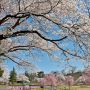 【栃木の桜】「ツツジの郷」として知られる矢板市・長峰公園ですが、桜の時期も見事です