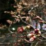 桜パトロール▼･。･▼ノ 週末に期待だね！