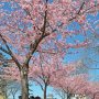 【宇都宮城址公園の河津桜】城址公園となってはいるものの復元されたのは壁の一部と櫓だけ...ｗ いやいや細かい事を言ってはいけないｗ