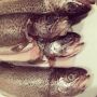 Fishy fishy!!!