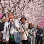 【権現堂桜堤】朝から出来上がっちゃってる人々ｗ