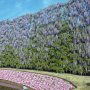 【あしかがフラワーパーク2017】咲き出すのが早かったむらさき藤のスクリーン こちらはだいぶ色が褪せてきました 