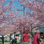 【宇都宮城址公園の河津桜】桜の木はそこにあるだけで人を引き寄せます♪ やっぱこれが日本の春だおね (・∀・)ﾆﾔﾆﾔ