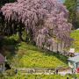 二本松市の合戦場のしだれ桜 まもなく見頃！