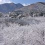 日光に雪の華開く