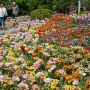 【とちぎわんぱく公園】夢花壇のチューリップが見頃を迎えています