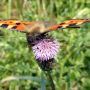 #vlinder #natuur #polder #kleinevos