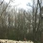 Bergse Bos. 