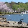 【茨城県・千波湖畔の桜】多種の野鳥が湖畔に彩りを添えます 