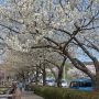 【黒磯公園】階段を降りた所の桜はちょっと遅かったのかこれから咲くのか・・・