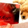 こちら♫もありがとうございますー！ウチの姫と▼･。･▼ノ