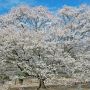 【天平の丘公園】今年の淡墨桜は花が多い！
