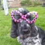 @smudger195 clever dog 