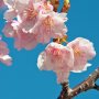 【宇都宮城址公園の河津桜2017】大きめのピンク色の花をつける河津桜 赤みがかった花がｶﾜ(・∀・)ｲｲ!! 