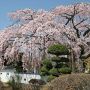 【栃木の桜】広琳寺の枝垂れ桜 祥雲寺、慈光寺の桜と併せて勝手に「宇都宮お寺の桜3点セット」と呼んでいたりする桜ですｗ