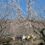 【筑波山梅林2016】梅林の上の方の木はまだこれから咲き出すようですね 来週末には満開でしょう