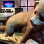 Beest in de studio! #edned