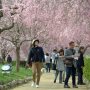 【石岡市・常陸風土記の丘】見頃は今週末辺りまでってトコですかね 今週は半ばが雨予報になっていますのでお出かけはお早めにどうぞ～ 