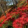 【茂木町・城山公園の彼岸花】斜面赤く染めて