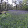 Eli tussen de blue bells