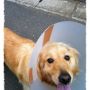 今日病院行ってきたーそんな大したことはなかったんだけど、もうすげ痛々しくて診察中めっちゃ泣きそうだった(｡ŏ_ŏ) とりあえず元気だけど、早く治れえぇ〜(۳˚Д˚)۳