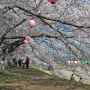 【桜紀行2014】栃木市・金崎思川堤の桜 駐車場付近の桜は枝が低く背の低い方でも頭がついてしまうほど(笑)