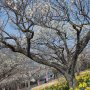 【那須塩原市・東那須野公園】白い花はやっぱり青空でこそ映えますねぇ 今のところ今年の花撮りはお天気には恵まれてるぞ～ 