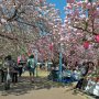 【天平の丘公園の八重桜】桜を見れば笑顔が綻ぶ 日本人のアイデンティティっすな 
