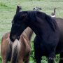 Kom op meid ,we doe vandaag een paardenstaart na al die #regen #paard #paarden #nederland #mfvnl #buien #netherland #zaterdag #delinde #slijkenburg. #buienradar