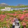 【那須】八幡のツツジ ちょっと遠いけど高原に広がる大群生は一見の価値アリ！
