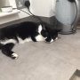 @indy2girl1 Suzi now asleep next to the kettle...