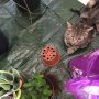 #InternationalCatDay Rescue no10, Duggie, helps with the re-potting. 