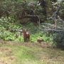@erb66 Woulda been early doors if I'd got that. There's deer on the golf course.