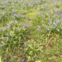 Blauw. 
