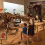 【那須野が原博物館 大恐竜展Ⅱ】続いては恐竜展のメイン会場となっている特別展示室に入ってみます なお撮影はストロボを焚かなければ自由に行ってよいとの事です 