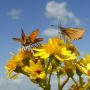 Together again #vlinders #natuur #polder #bloem 