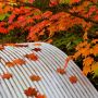 【竜頭の滝】紅葉も終盤戦に差し掛かった模様 紅葉の旬は儚くも短い...(;´Д｀)