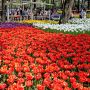 【ひたち海浜公園】見渡す限りの花・花・花 チューリップが爆発しますた(笑)