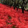 【幸手市・権現堂堤】桜の名所として知られる権現堂ですが彼岸花の名所でもあるんです！