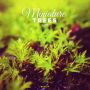 “Miniature Trees”

Everything changes when you get really close.
One Photo a Day Project #096
.