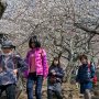 【筑波山梅林2017】梅林というと平坦な場所にあるイメージですがここは山の斜面にあるのでお散歩というよりちょっとしたハイクですｗ でも高低差があるから写真が撮りやすいのですｗ 