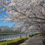【桜紀行2014】群馬県館林市・つつじが丘公園の桜 桜の樹の下で一休みっと♪